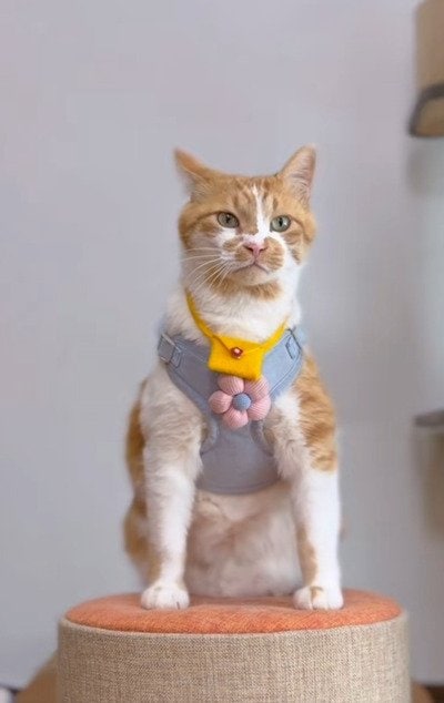 出所：＠monburan_sanpo