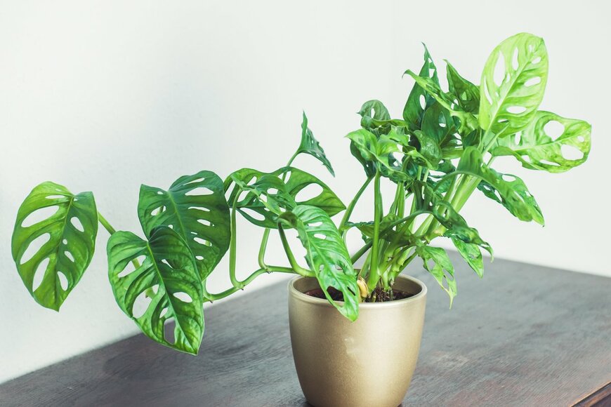 denise1203/Shutterstock.com