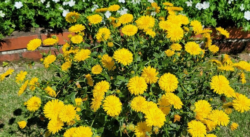 植えっぱなしOKで育てやすい〈明るいイエローの花の多年草〉春から秋までモリモリ咲きます！1株で同時に100輪の花がつくことも！