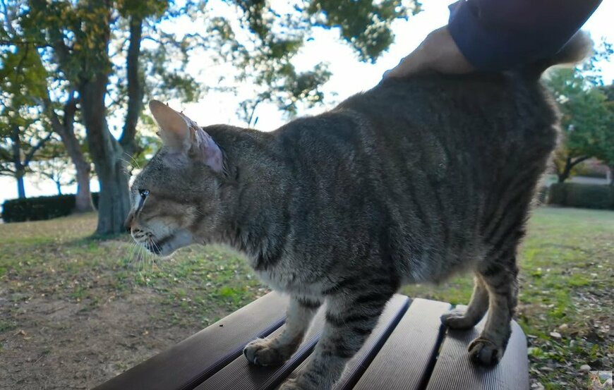 公園で出会った「舌しまい忘れ猫」　猫ちゃんの舌ペロに癒される人が続出中です！