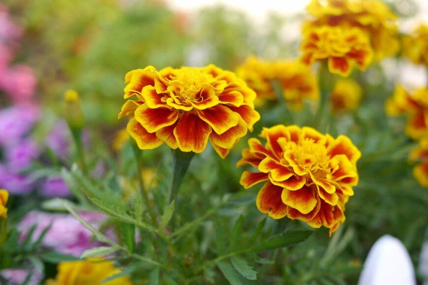 【センスのいい寄せ植えづくり】マリーゴールドと相性抜群！夏～秋の《花＆カラーリーフ》6選