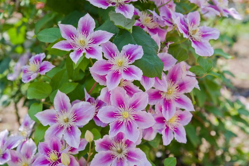 zzz555zzz/shutterstock.com