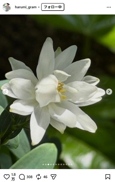 出所：栗原はるみのInstagram（＠harumi_gram） 参照日：2026年4月20日