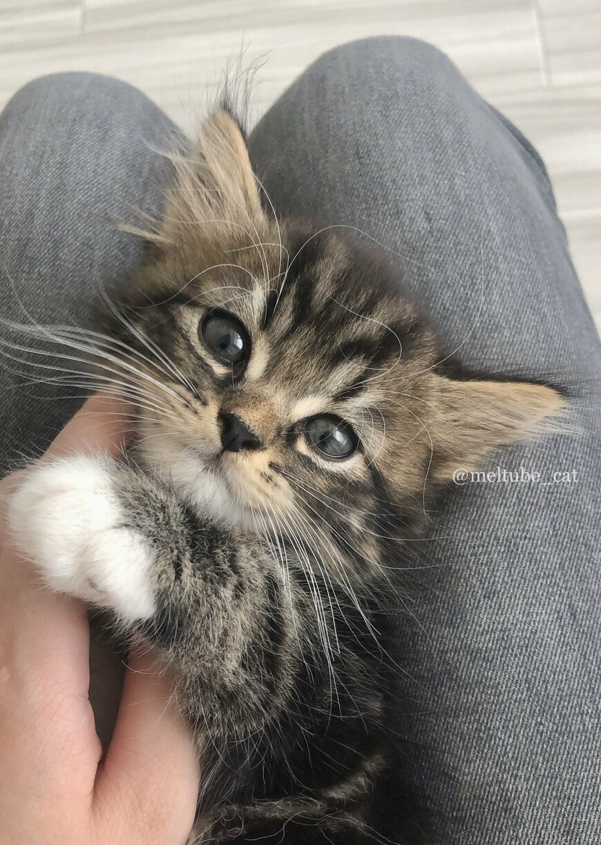 出所：@meltube_cat