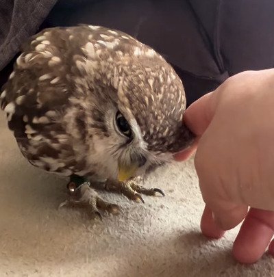 出所：@kokinme_huku