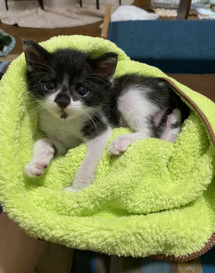 出所：@00shitemita