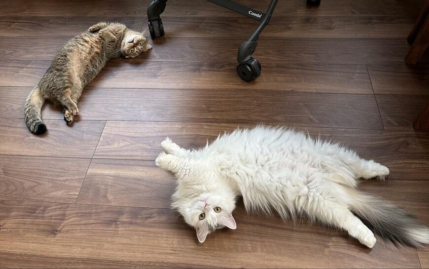 出所：@ponpokopontanu