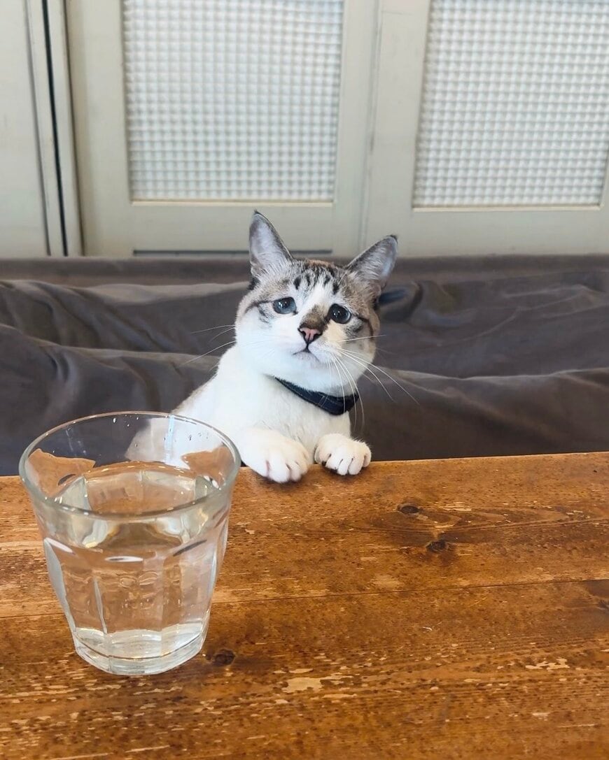 コップの水に「イタズラ常習犯」の保護猫　やってしまったときの予想外の表情に笑ってしまう