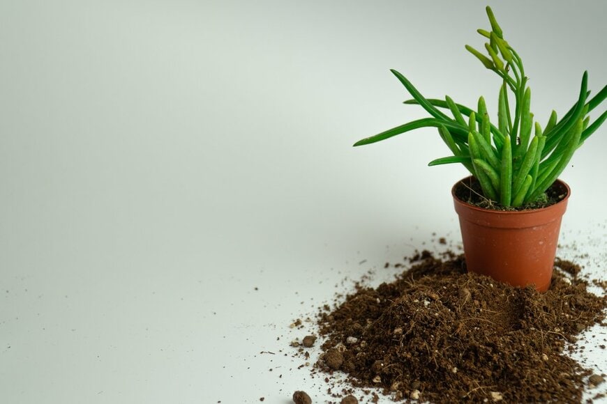 enesaltunis/Shutterstock.com