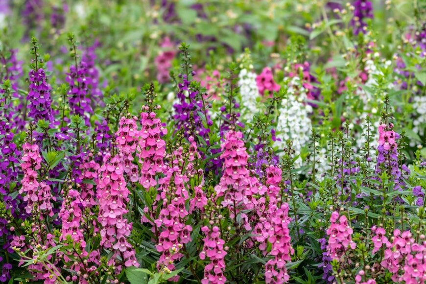 Wirestock/istockphoto.com