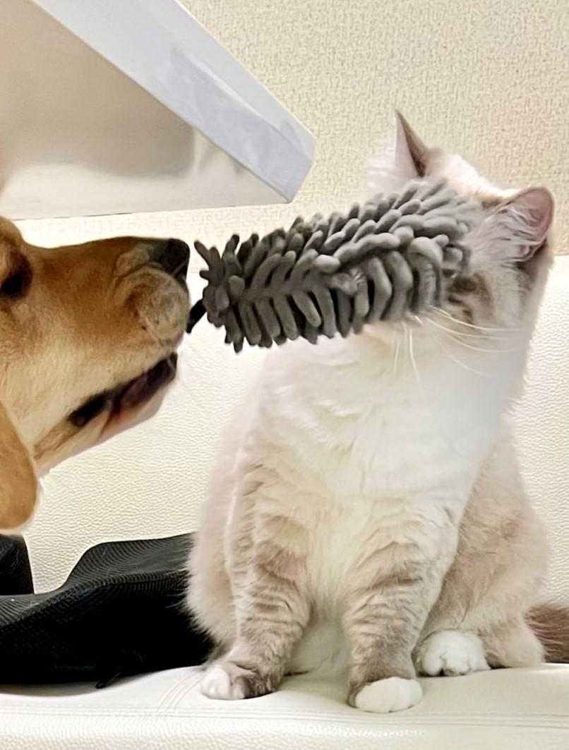 出所：@pu_channeldesu