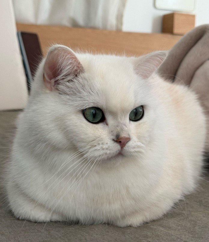 気品あふれる美猫→ショートケーキ型ベッドから身を乗り出す姿勢に思わず二度見