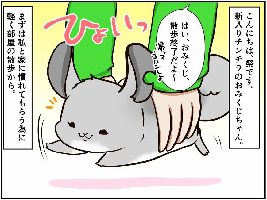 チンチラのメスは気が強い⁉ 新入りが見せる抵抗がすごい 【チンチライフ31話】