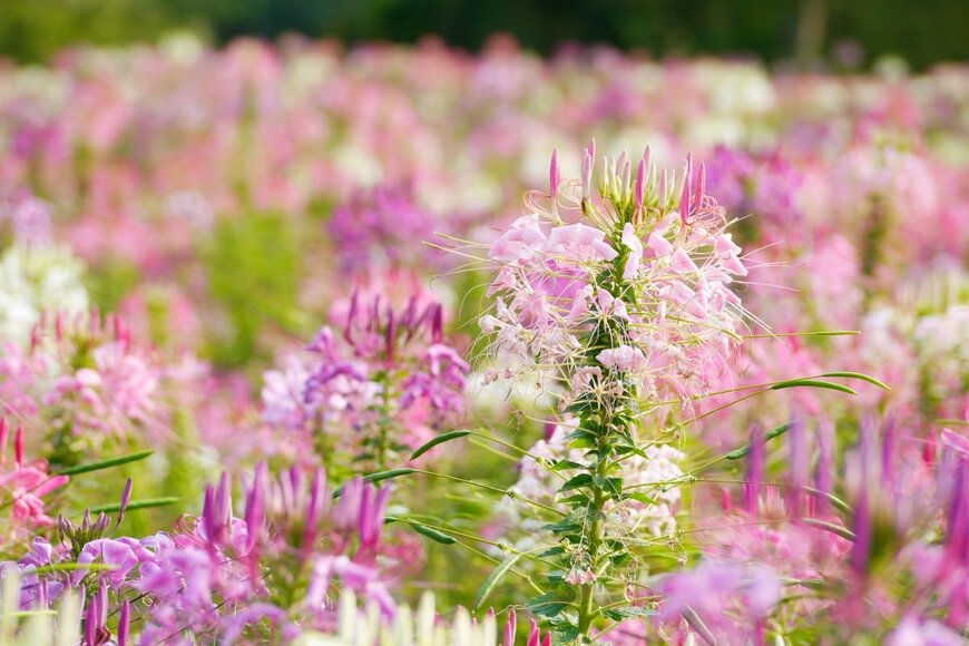 【ガーデニング】花を長く楽しめる〈秋に花咲く一年草〉おすすめ10選