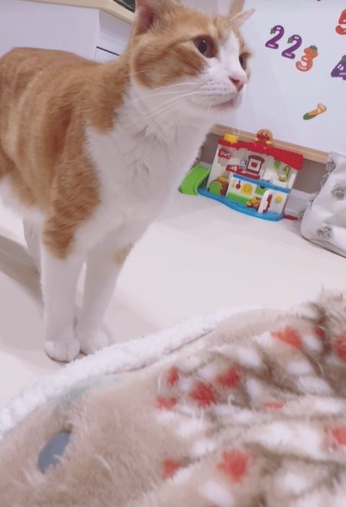 出所:@miko_nekoneko