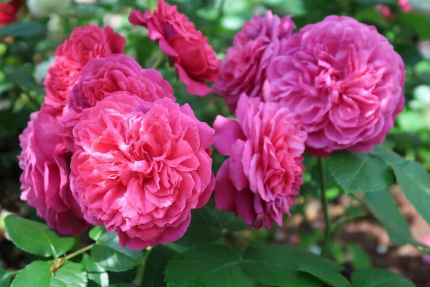 Karen J Fernandez/shutterstock.com