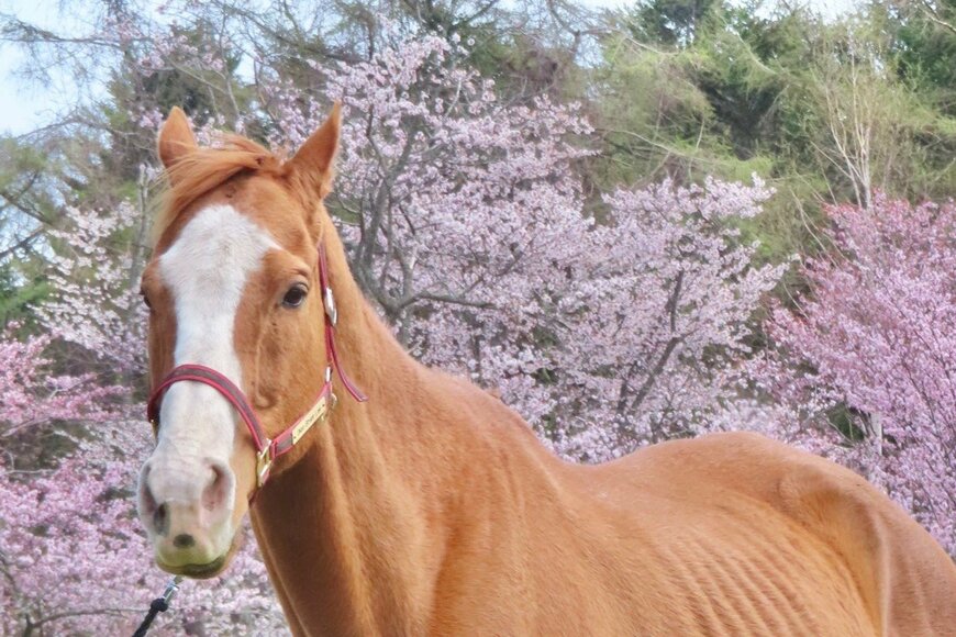 オウケンブルースリと桜のツーショット　写真映えする美しい構図に絶賛の声