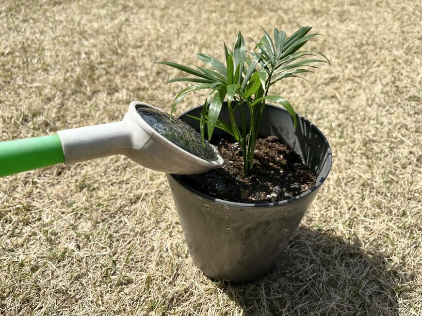 キャンドゥ「MINI Plants」