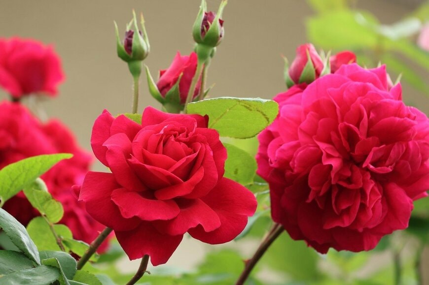 赤い花を咲かせている、テス・オブ・ザ・ダーバービルズ