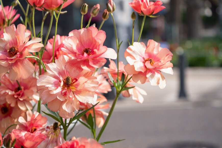 オレンジ色のラナンキュラスの花が咲いている。