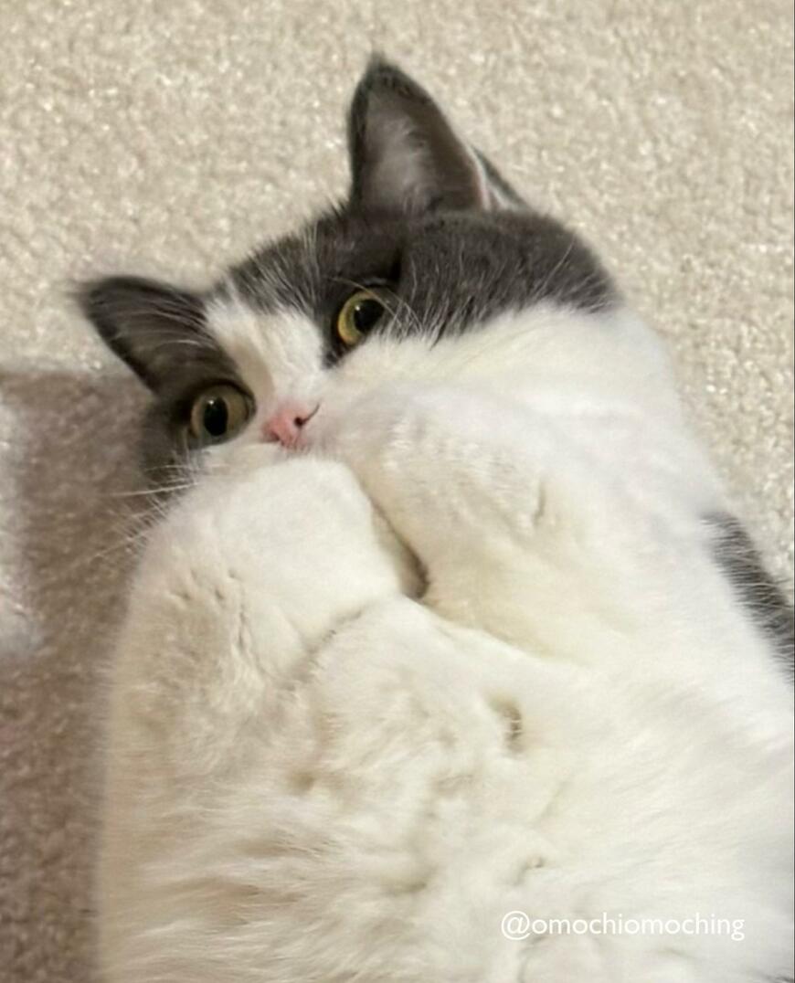 逆ないないの手をする猫