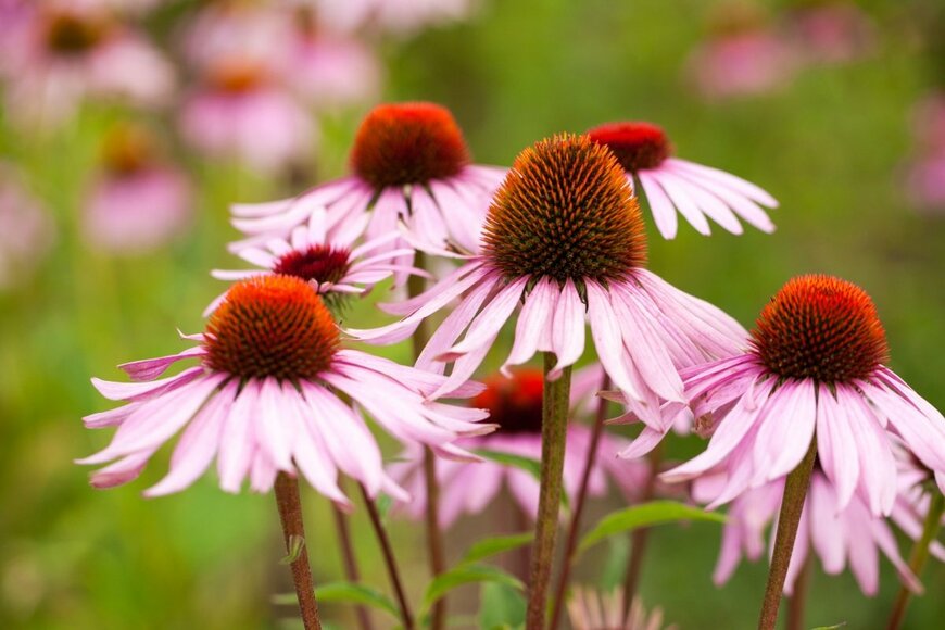 エキナセアの花。中央部はオレンジで盛り上がっていて、スカートのようにピンクの花弁がついている