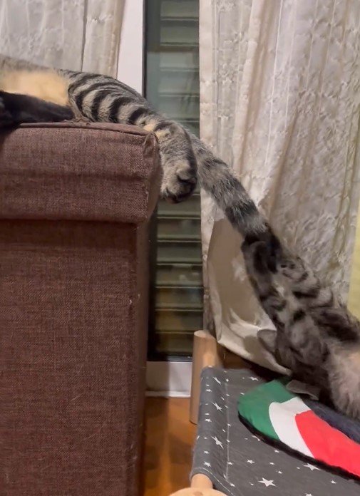 ウトウトしながらも遊び相手になる猫