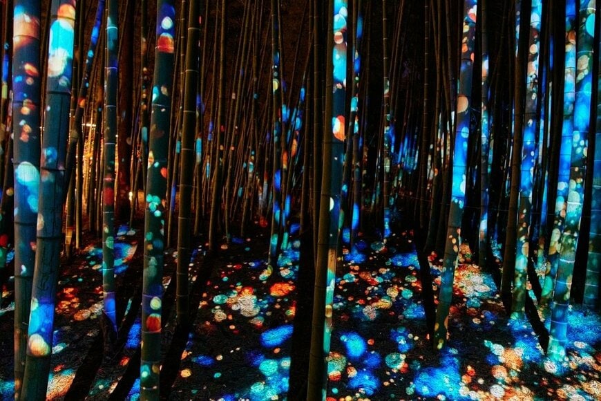 幻想的な光に包まれる竹林
