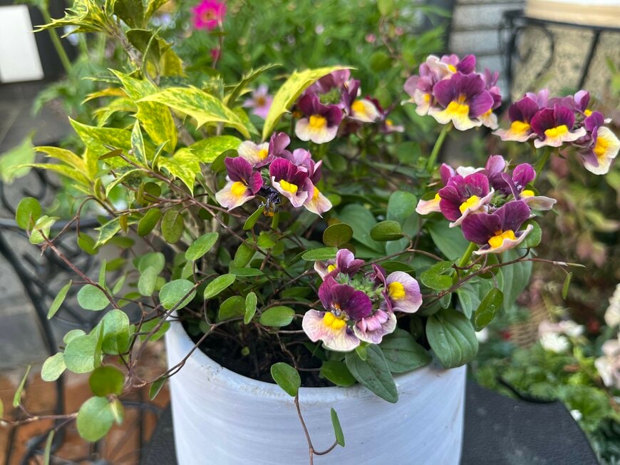 ネメシアが主役！大人かわいい寄せ植え