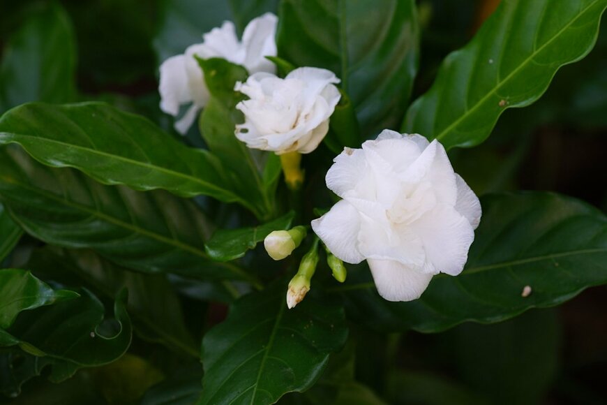白いクチナシの花が咲いている。