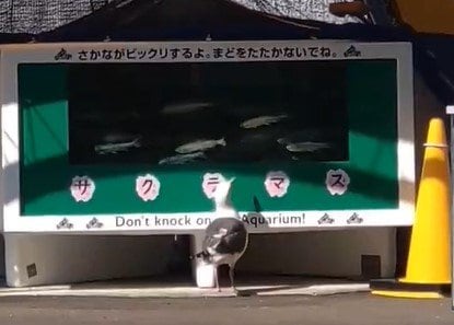 野生のオオセグロカモメ