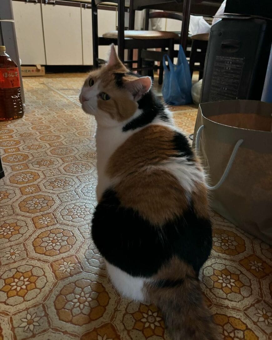 振り返る猫
