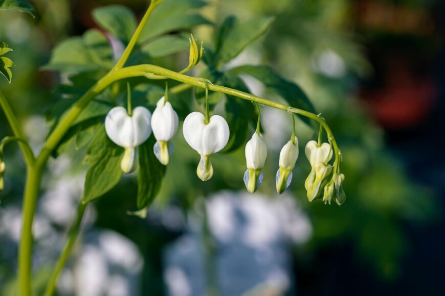 ケシ科の多年草ケマンソウの花。色は白