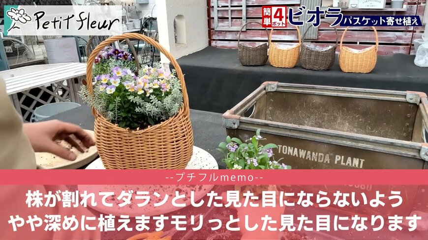 プチフルール 園芸Ch(@petit_fleur)さん投稿動画のキャプチャ