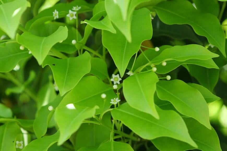 白い小花を咲かせているソヨゴ