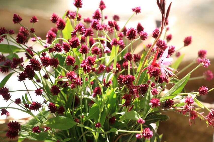 小さな花穂がおしゃれなセンニチコボウ