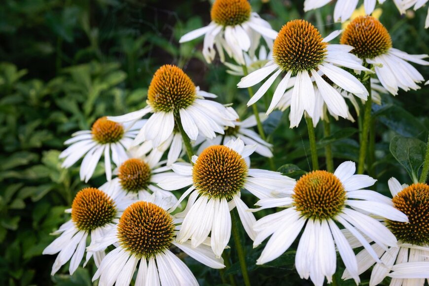白い花を咲かせている、エキナセア