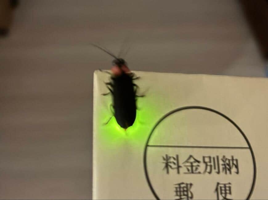 投稿の画像