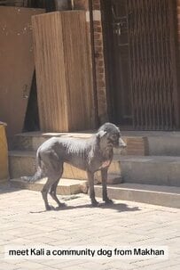 【保護犬】重度の皮膚病に苦しんでいた犬を救助→治療を受け元気な姿を取り戻した現在の姿に反響