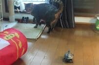 「リアクションが最高」忽然と消えた猫を探す亀　その健気な様子に思わず笑ってしまう