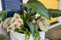 【センスのいい寄せ植えづくり】観葉植物の組み合わせ3例＆作るコツ！真夏の部屋がオシャレに