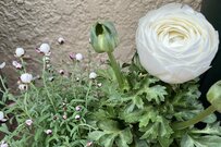 【寄せ植えより簡単】ラナンキュラスと花かんざしの「春のホワイト寄せ鉢」白のラナンキュラスと花かんざしが主役《いまが旬》