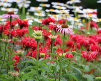 うちの庭に植えてよかった！「植えっぱなし」で毎年猛暑を生き延びている多年草＆球根植物10選