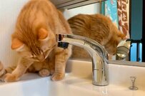 「器用すぎる...」水道の蛇口から『意外な方法』で水を飲む猫ちゃんが可愛いすぎると話題に