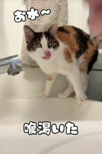 「可愛い」飼い主さんの手からお水を飲む猫ちゃんにSNSユーザーがメロメロ
