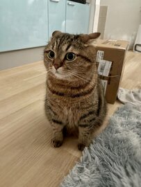 おみみをピーンと立てて警戒中！？猫ちゃんの“構えた姿勢”が話題に！「置物みたい」との声も