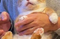 爪切りに耐える猫さん　頑張りが伝わってくる「絶妙な表情」で話題に！