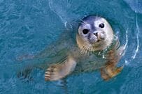 「静岡県の水族館」で目撃されたアザラシに違和感　スイカのごとく「冷やされる様子」に笑ってしまう