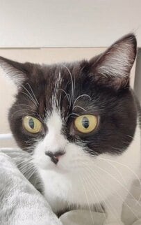 「ツンデレな猫」が探すもの→見つけた瞬間のリアクションに癒される人続出