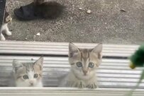 わずか600gだった保護子猫　4ヶ月後の成長姿に愛を感じる